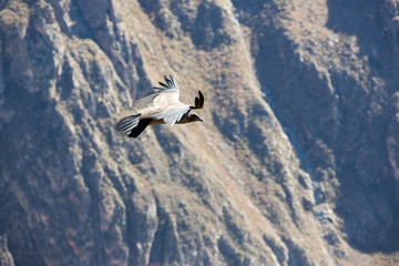 Obraz premium Flying condor over Colca canyon,Peru,South America