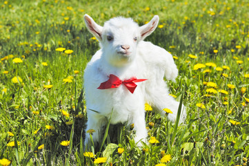young baby goat with red bow-knot