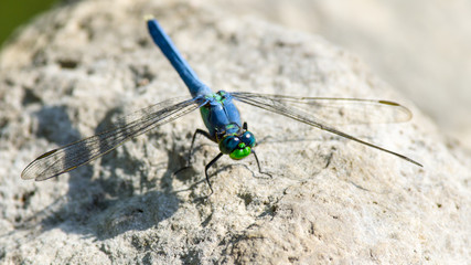 Eastern Pondhawk Dragonfly