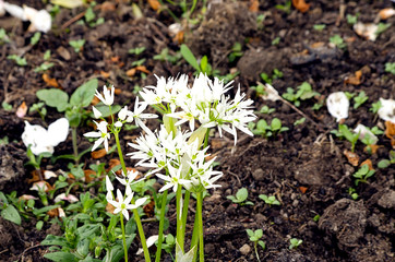 Wild garlic in flower