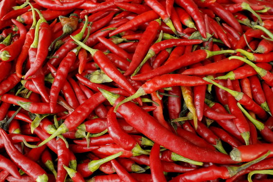 唐辛子　Red pepper