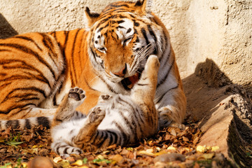 Tiger mum
