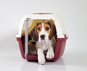 trasportino con cane