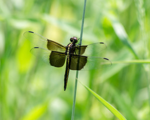 WIdow Skimmer