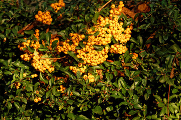 Rowan yellow fruit