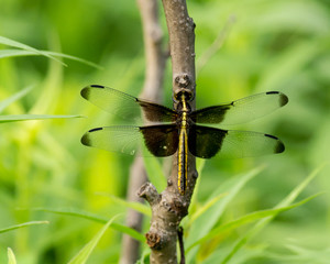 WIdow Skimmer