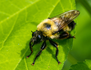 Bumble Bee