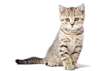 Fototapeta premium Kitten Scottish Straight isolated on white background