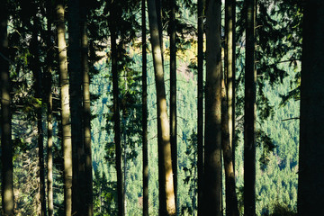 Forest landscape with trees