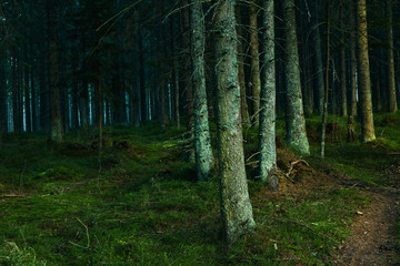 Obraz premium Forest landscape with trees