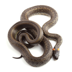 Grass snake (Natrix natrix) isolated on white