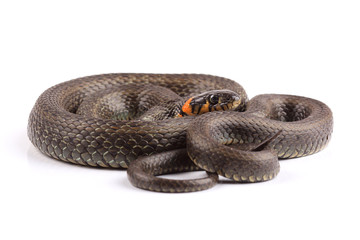 Grass snake (Natrix natrix) isolated on white