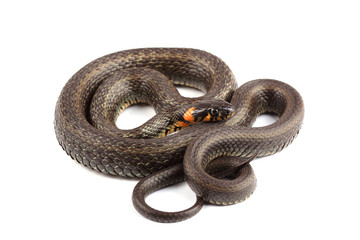 Grass snake (Natrix natrix) isolated on white