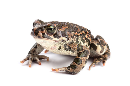 Green toad (Bufo viridis) isolated on white