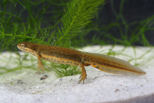 Common newt (Lissotriton vulgaris) in the pond