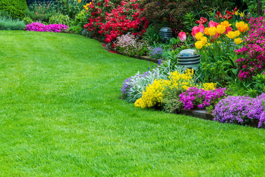 Rasen, Tulpen, Garten
