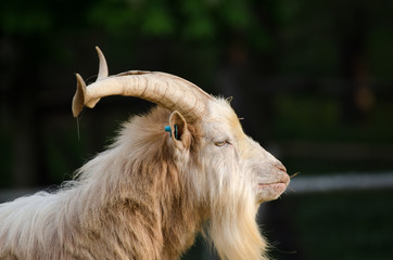 Wild goat