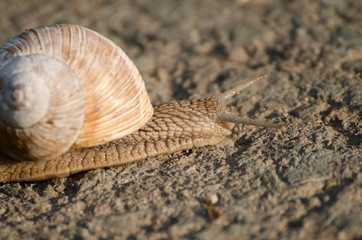 Snail