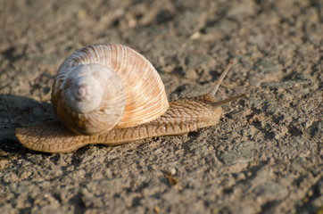 Snail