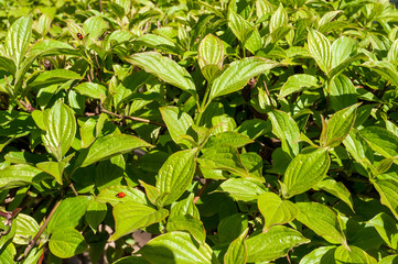 Two ladybirds on a green hedge under the spring sun