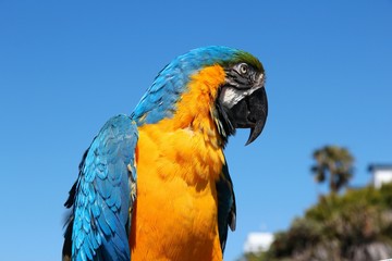 Macaw parrot