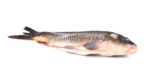 Raw carp fish.