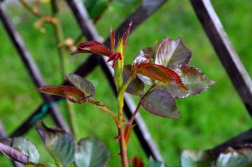 Eine Rose erwacht aus dem Winterschlaf