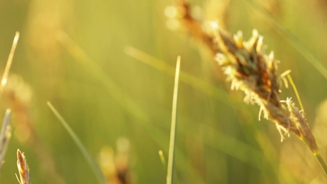 Spikelets at sunset