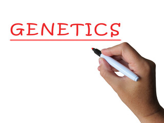 Genetics Word Shows Genetic Makeup And Anatomy