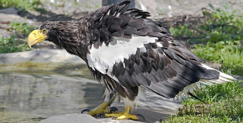 Steller's sea eagle