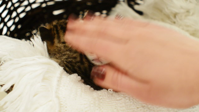 human hand stroking kittens sleeping on a white veil