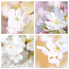Cherry tree blossom collage