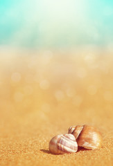 Seashells on the sand and sea