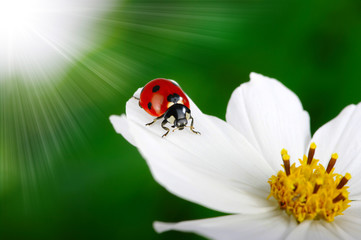 Ladybug and flower