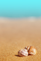Seashells on the sand and sea