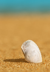Seashell in the sand and sea