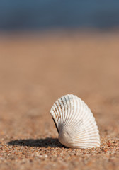 Seashell in the sand and sea