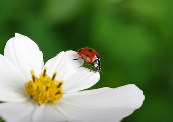 Ladybug and flower