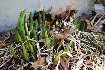 Hosta Sprouts in Early Spring