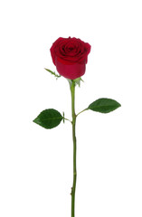 Obraz premium czerwona róża