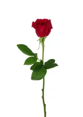 Abwaschbare Fototapete Rosen rote Rose