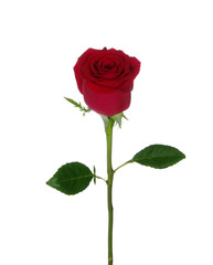 Red rose