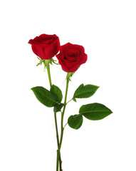 Naklejka premium two red rose