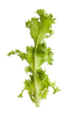 lettuce frisee