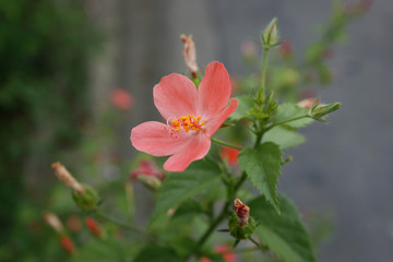 Hibiscus Flower with blurred background