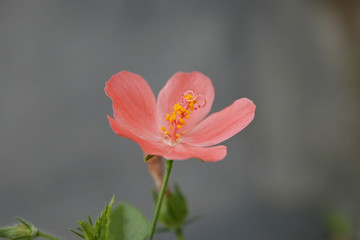 Obraz premium Hibiscus Flower with blurred background