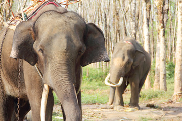 Fototapeta na wymiar Elephants on rubber tree plantation