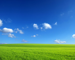 Fototapeta premium field