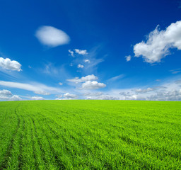 Fototapeta premium field