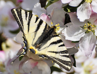 .Butterfly blooming apple tree.